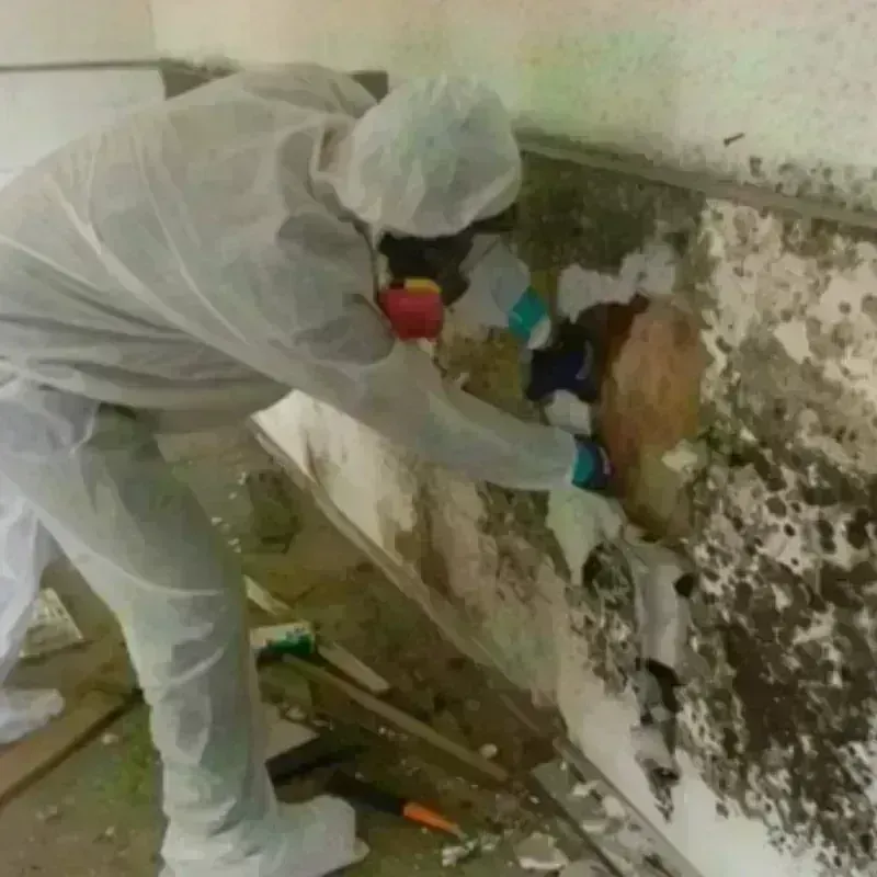 Mold Remediation and Removal in Aroostook County, ME